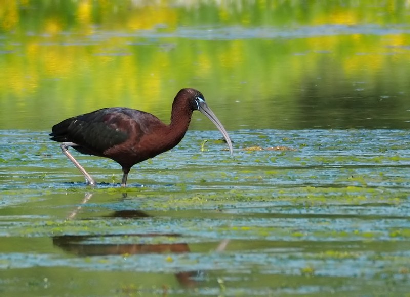 Mignattaio (Plegadis falcinellus)